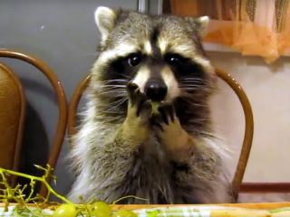 何度も見たくなるアライグマの傑作動画まとめ♪ 笑える!可愛い! 癒やされる!