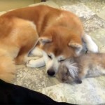 遊び疲れたウサギが、秋田犬と仲良く添い寝♪