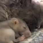 猫が大好きなネズミ! まるで親子のように仲良しです♪