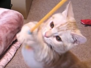 マンチカンの子猫、猫パンチ連打! 立ち姿が可愛すぎる!