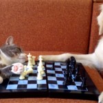 猫 VS 犬、チェスで勝負!「猫さん、やる気あるの? 」