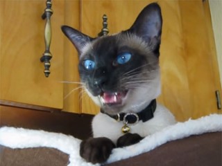 青い目のシャム猫、甘えた鳴き声でお返事♪
