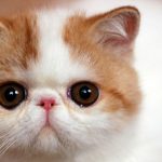 エキゾチックショートヘアの親子の動画♪ 母猫と赤ちゃん猫の鳴き声が可愛い!