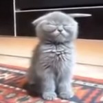 ブリティッシュショートヘアの子猫動画、とにかく眠そう♪