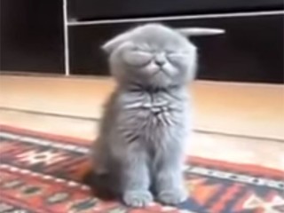 ブリティッシュショートヘアの子猫動画、とにかく眠そう♪