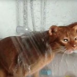 アビシニアンの猫は、シャワーが大好き 「気持ちいいにゃ~♪」