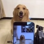 笑う犬の動画♪ 「はい、チーズ」で、にっと笑うゴールデンレトリバー