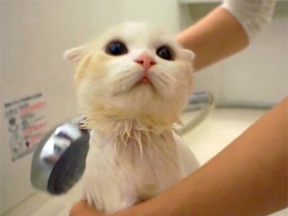 スコティッシュフォールドの子猫、シャワーが大好きニャ!