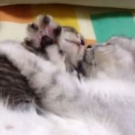 グーパーする母猫が、子猫に「ちゅっ♡」とキス