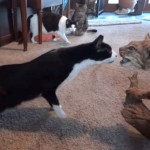 アカオオヤマネコ VS リアルな剥製! 猫たちの反応は?