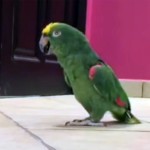 笑いながら部屋に入ってくるインコに爆笑! 笑う鳥たち