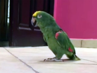 笑いながら部屋に入ってくるインコに爆笑! 笑う鳥たち