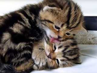 毛づくろいでペロペロと舐め合う癒やしの猫たち♡