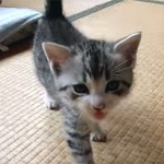 ニャーニャー鳴きながら付いてくるマンチカンの子猫が可愛い♪
