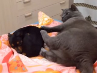 「どくニャ~!」「どかないワン!」猫さんは犬がお嫌い?