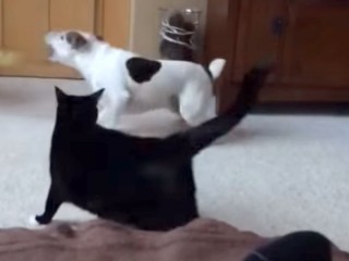 「喧嘩はダメにゃ!」と、黒猫が犬たちの争いを止める!