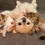 ポメラニアンが、子猫たちと仲良く添い寝♪ へそ天が可愛い!