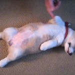 コーギーの子犬の可愛い寝姿に、癒やされます♪