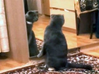 鏡を見る猫の反応がおもしろ過ぎる!