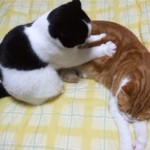 スコティッシュフォールドの猫さんが、もみもみと丁寧にマッサージ♪
