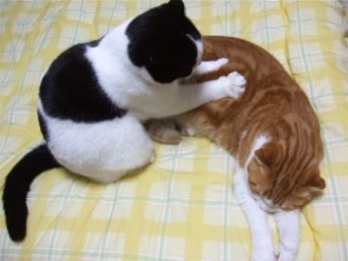 スコティッシュフォールドの猫さんが、もみもみと丁寧にマッサージ♪