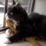 猫がトカゲを抱き締めながら、窓の外の景色を眺めています♪