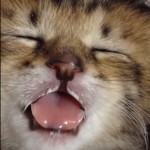 夢の中でも、ミルクを飲んでいる子猫が可愛い♪