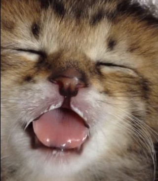 夢の中でも、ミルクを飲んでいる子猫が可愛い♪
