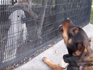 オウムと犬のワンワン合戦が可笑しい♪