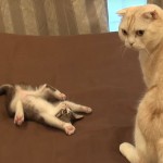 子猫の腹出しファイティングポーズ! これには成猫も唖然(笑)