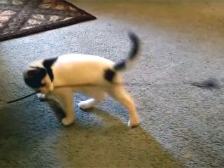 可愛い子猫たちが、ぐるぐる回る♪「目が回るにゃ~!」