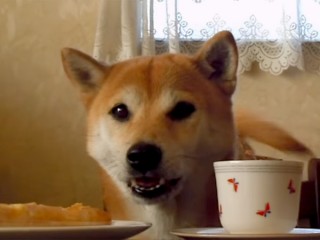 おやつを食べたい気持ちを、一生懸命に人間の言葉で伝えようとする柴犬♪