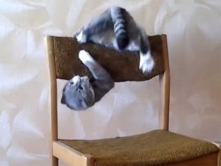 猫の凄い曲芸! 椅子の上で、アクロバットな動きを披露