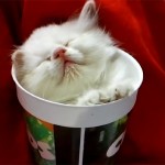 子猫たちがカップの中に! 可愛すぎの姿に癒やされます♪