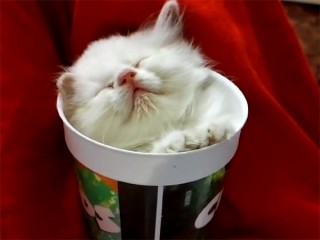 子猫たちがカップの中に! 可愛すぎの姿に癒やされます♪