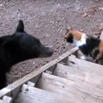 クマを追い払う凄い猫! 猫パンチ一発で「通さないニャ!」