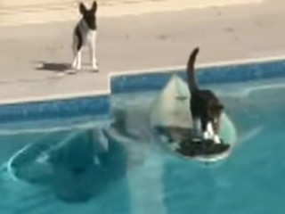犬に追われた猫が、サーフボードに乗って見事に逃亡!