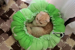 「あったかいニャ♪」 猫と犬の巾着式ベジタブルベッド、広げればマットにも早変わり!