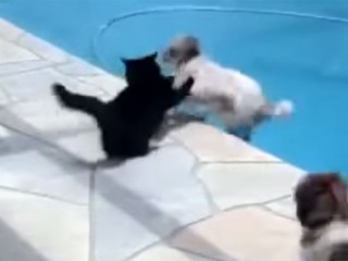 「しつこいニャ!」犬をプールに突き落とす猫