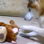 柴犬が「爆笑犬」の笑いにつられて大いに遊ぶ!
