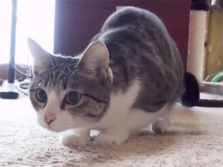 おしりフリフリの仕草が可愛い猫のおはぎちゃん♪ でも、同居のチワワにフリフリを止められる!