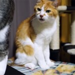 「あんた、お尻が臭いニャ!」同居の猫が真顔で訴える!