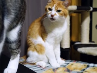 「あんた、お尻が臭いニャ!」同居の猫が真顔で訴える!