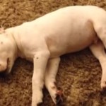爆笑! 自分のおならに驚いて起きる犬♪
