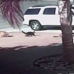 子どもを襲った犬に体当たり! 勇敢な猫の動画