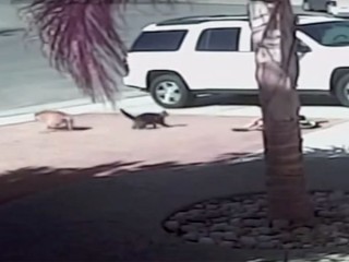 子どもを襲った犬に体当たり! 勇敢な猫の動画