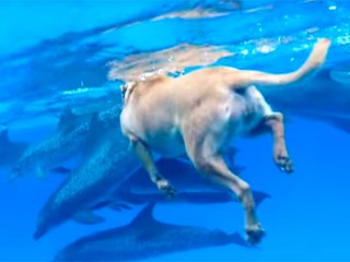 犬が海に飛び込んで、イルカたちのいる海で泳ぐ!