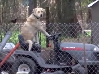 可愛すぎる放送事故! トラクターに乗る犬の姿にレポーターの笑いが止まらない!