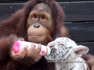 トラの赤ちゃんを世話するオランウータンのベビーシッター♪
