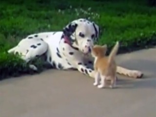 ワンちゃんは子猫が大好き♪ 犬と猫の仲良し動画